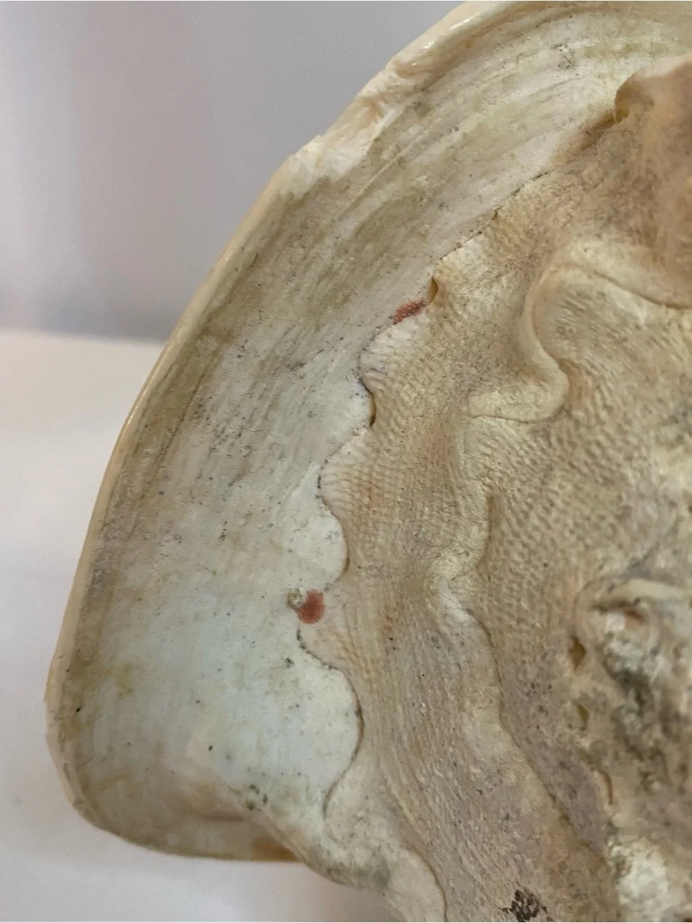 Large Conch Shell - Picture 2 of 6